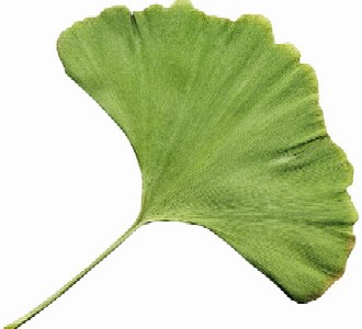 the ginkgo leaf, gingko trees also have berries but i hear they are not so tasty the ginkgo leaf, gingko trees also have berries but i hear they are not so tasty