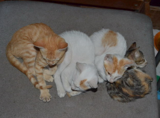 Kittens