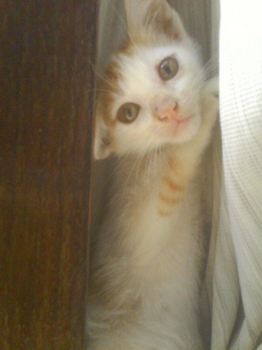 A cute kitten