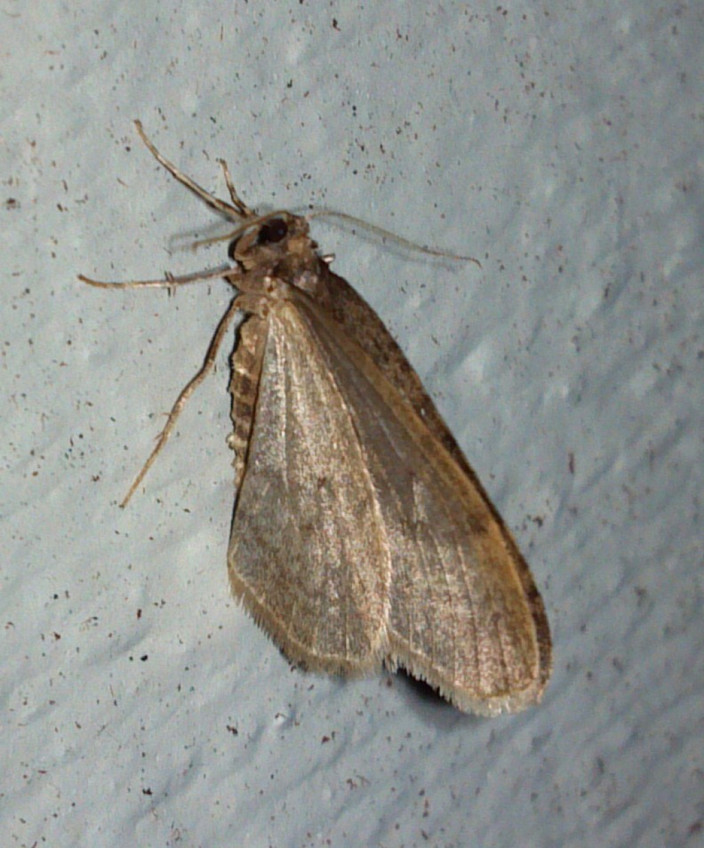 Why Do Moths Swarm In Cold Weather? hubpages