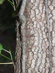 Hair like roots that attach to the tree.