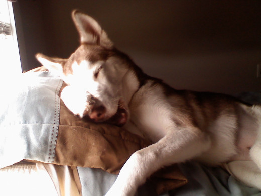 Performing her favorite trick called "Do You Smell That?"