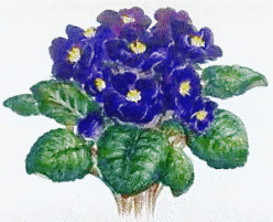 All about African violets