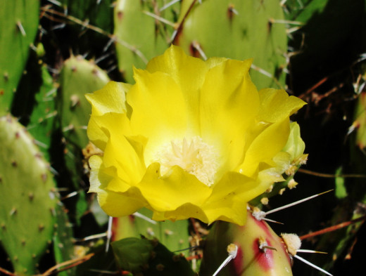 A perfect prickly pear flower.  Found on a peninsula between Playa Hermosa and Playa Coco.  The dry climate of Guanacaste provides perfect growing conditions for several cactus species.
