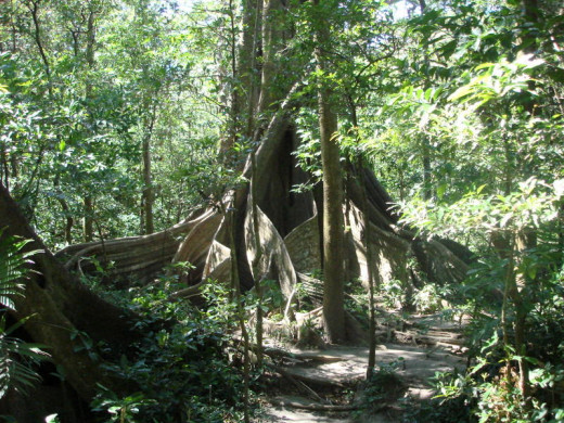 Butress roots of a large tree on a trail from Buena Vista Lodge on the western slope of Rincon de la Vieja Volcano.  I can't wait to go back and take photos with my super wide-angle lens.