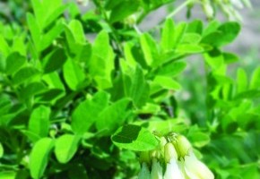 astragalus membranaceus