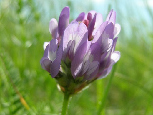This pretty herb, astragalus, is a powerful immune system booster.