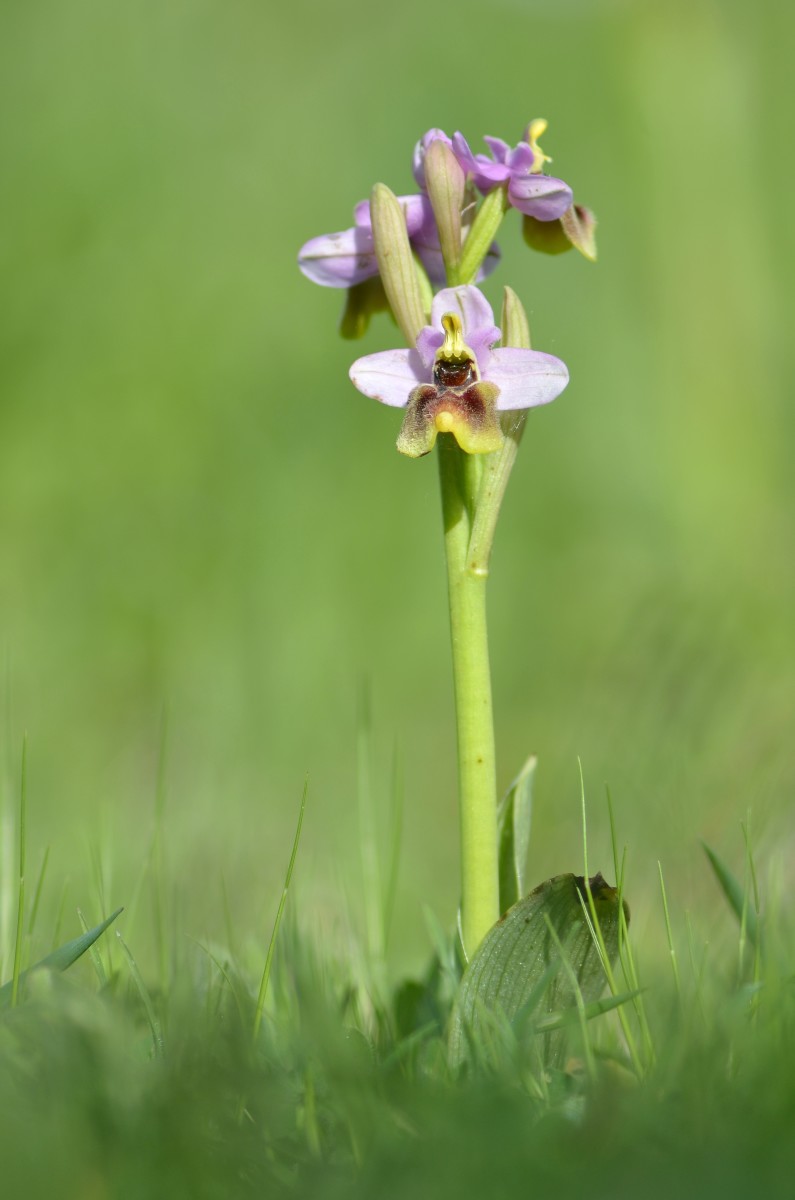 The Gargano is home to one of the largest Orchid  populations in Europe. This is the Ophrys Neglecta. 