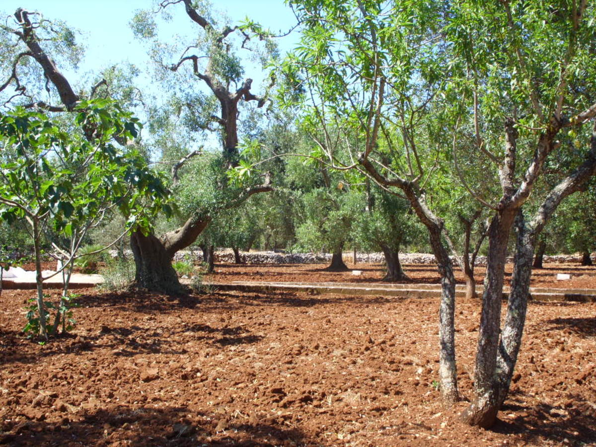  Our Olive Trees—making our own olive oil is something we look forward to.