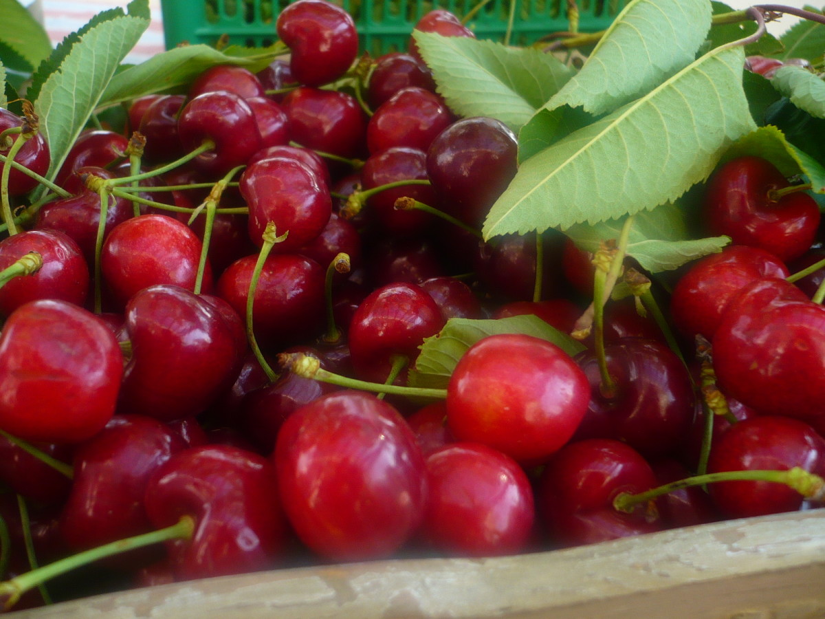 Cherries are popular fruit trees to grow as our figs, oranges, lemons and apples to name a few.