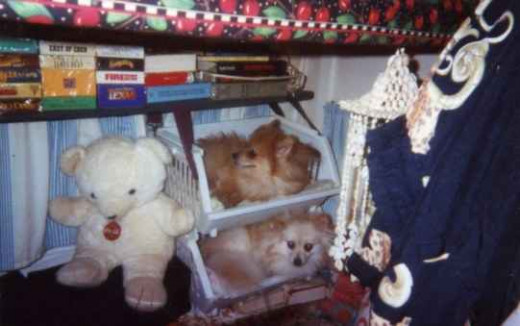 Bunk beds for my pups... Hero, top - Honey, bottom.