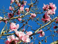Ode To Spring - San Francisco Botanical Garden in February