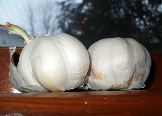 Season your food with garlic powder