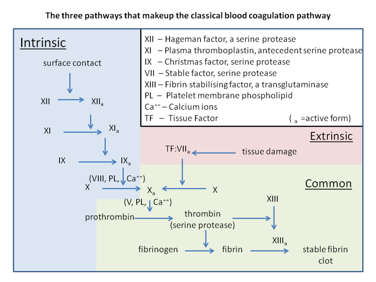 Blood Coagulation Chart