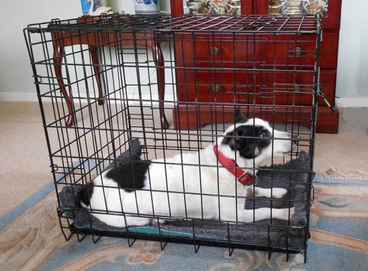 Bandit in his crate, his safe haven and place he loves to be!