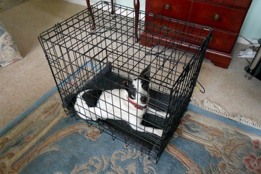 If you are choosing a crate to help in house training a puppy, it is important that it is not too big.