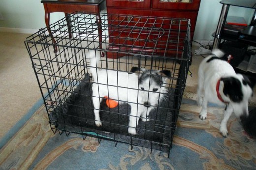 Murdoch trying out the crate has taken his favorite squeaky toy inside!