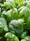 How to Extend the Harvest Season by Planting Seeds Early
