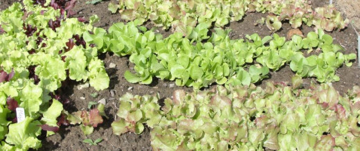 Get your lettuce going early and enjoy a fresh salad soon!