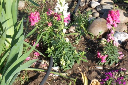 Snap Dragons were always in my mother's gardens