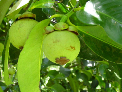 The mangosteen fruit still on the tree