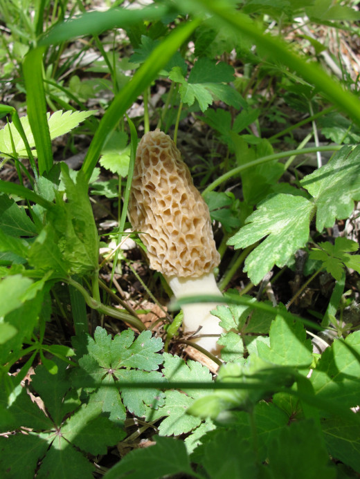 Be careful of the plants that surround mushrooms. Before you reach in to pick it, make sure the neighboring plants are not poisonous.