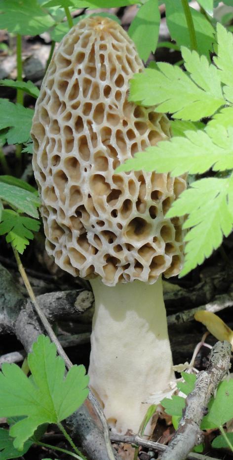The morel looks like a brain on a clean stem.
