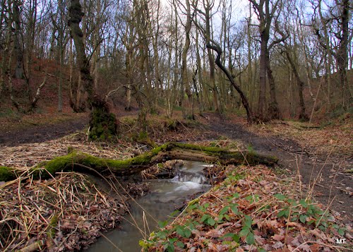 A little woodland stream