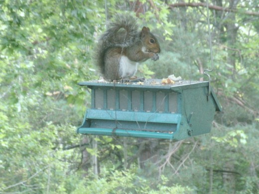 Squirrel on the bird feeder