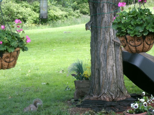 Squirrels enjoying the bird seed