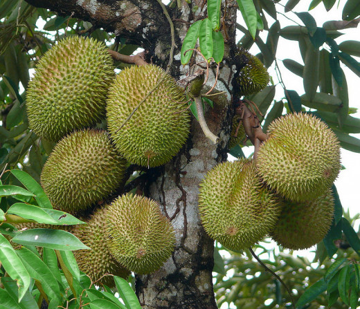Durian fruits, used in flavoring and making sweets such as candies, cakes and ice cream. Also gained the title "King of Fruits" and is rich in fiber, minerals and vitamins.