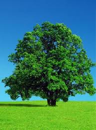 Evergreen Topics-Make Money On Hubpages