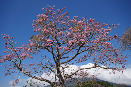 A Roble Sabana (Tabebuia roseae) blooming along the lane to the Guayacán Resort.