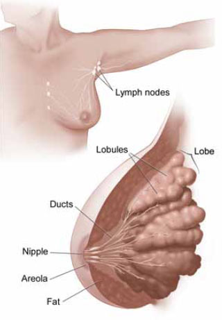 Basic anatomy of breast for classification of origin of lesions