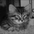 Grayscale Mode Grayscale Mode