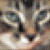 Printed Halftone Printed Halftone