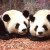 The Giant Panda (Ailuropoda Melanoleuca) are restricted to a narrow 1,600 in the wild. According to china you can only be loaned a panda making enormous payments every year. The Giant Panda (Ailuropoda Melanoleuca) are restricted to a narrow 1,600 in the wild. According to china you can only be loaned a panda making enormous payments every year.