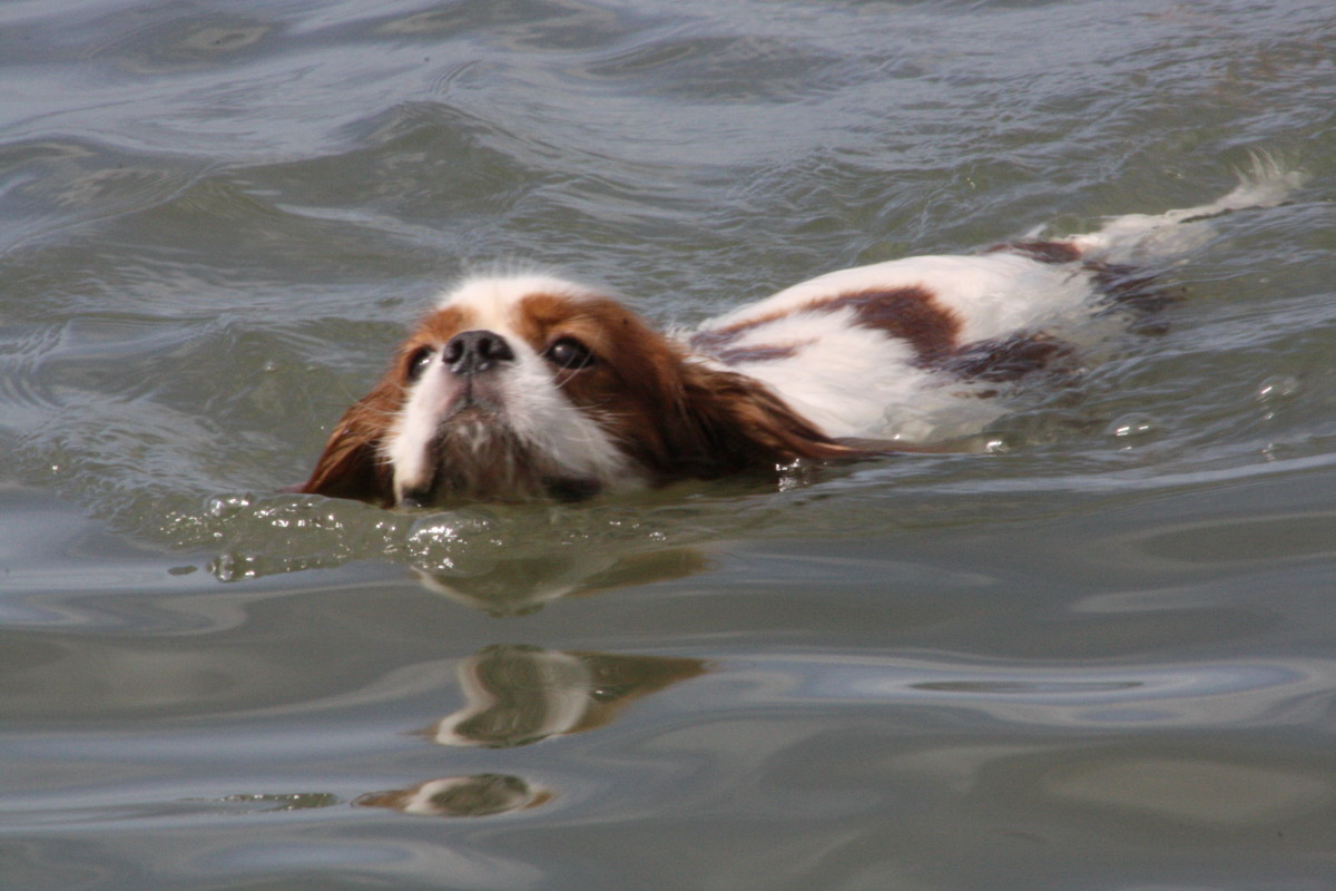 Angus, swimming in the Philippines sea. I wonder if he can still remember his family reunion in Germany.