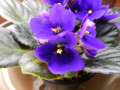 Care for African Violets