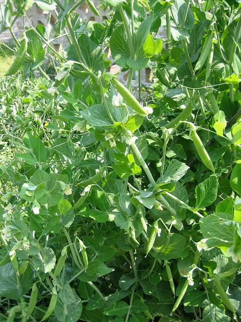 To keep peas happy, plant them with friends and use natural means to control insects.