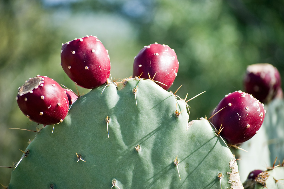 Image result for prickly pear cactus