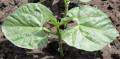 How to Rotate Crops in the Vegetable Garden