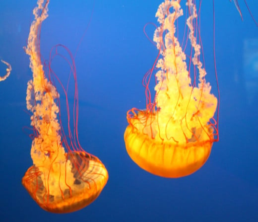 Jellyfish in aquarium.