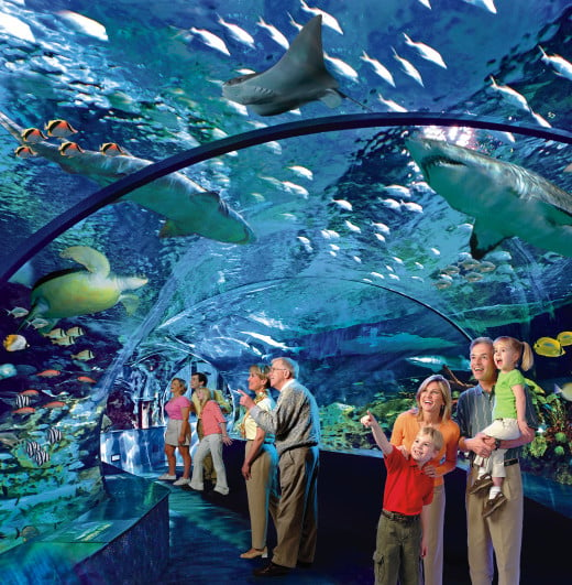 A preview of what the viewing tunnel in Shark Lagoon is expected to look like. 