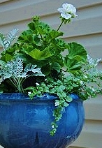 Creating stacked pots gives a simple white Martha Washington geranium the height it needs to take centerstage.