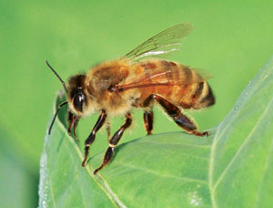 Honey Bees are very busy insects