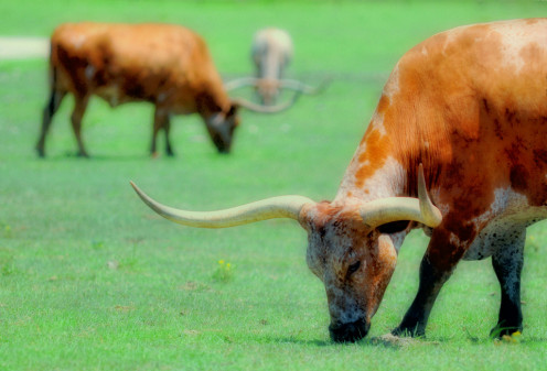 Hill Country Texas Longhorns