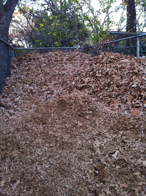 Shredded leaves in piles