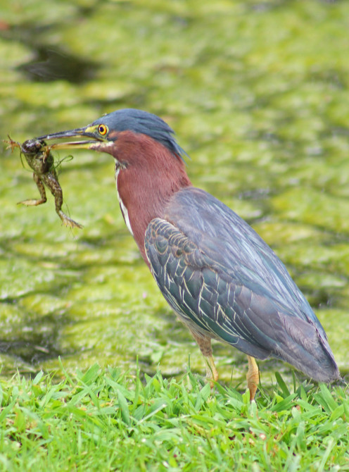 With good boundaries, you get to be the heron.  Without. . .the frog.
