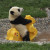 The climate changes in China makes it hard on future generations of panda bears, knowing they need to eat 45 pounds of bamboo a day The climate changes in China makes it hard on future generations of panda bears, knowing they need to eat 45 pounds of bamboo a day